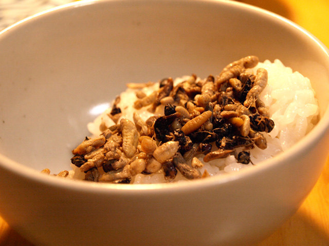 bee larvae for japanese entomophagy