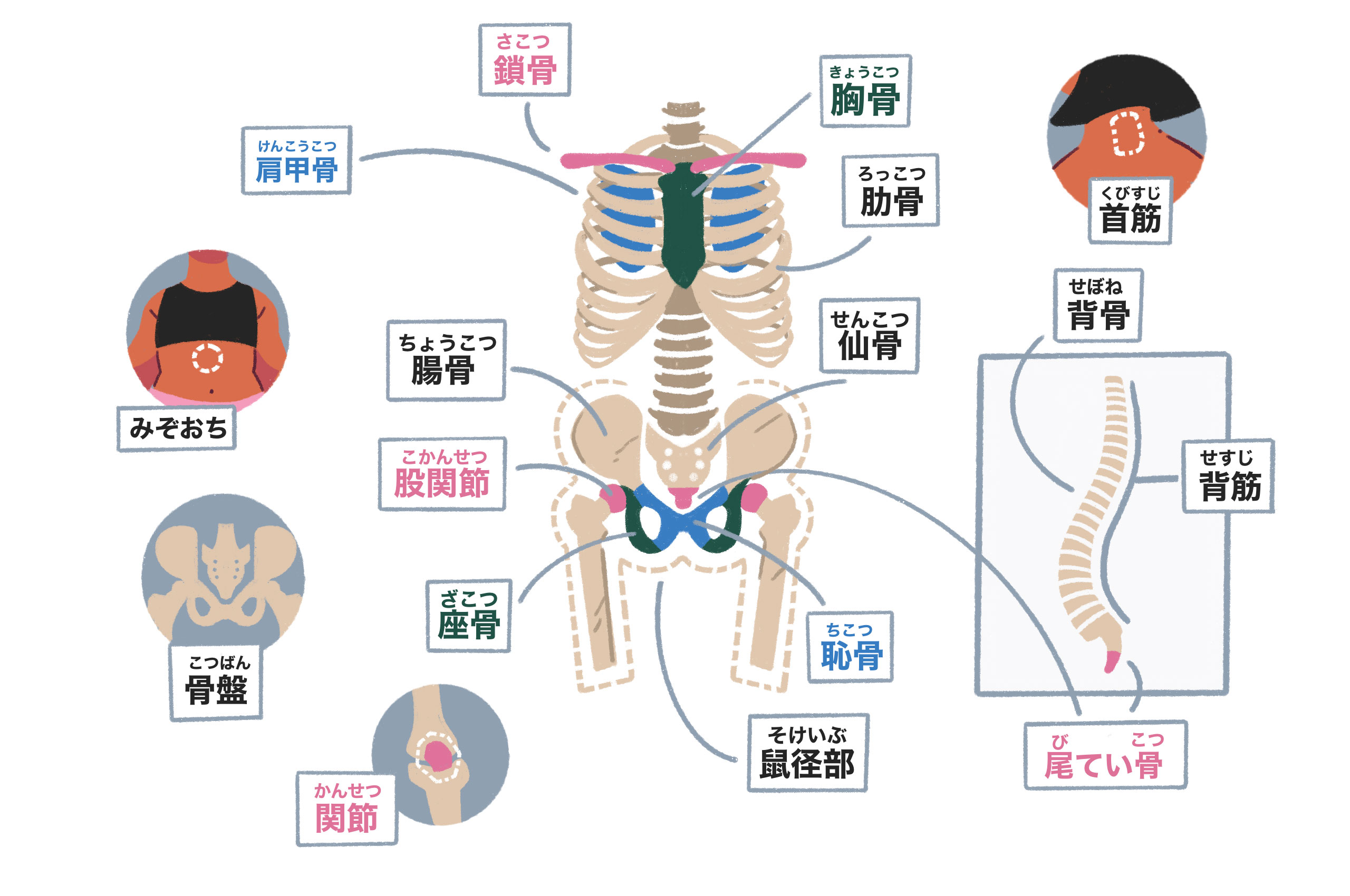 bones and joints