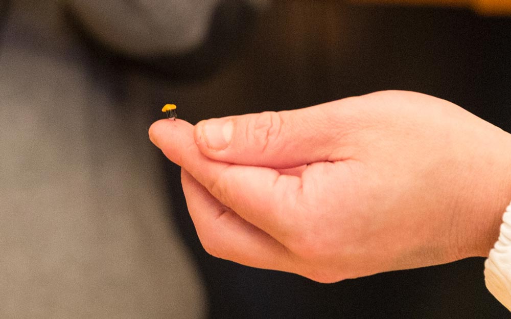 tiny sushi at a sushi restaurant